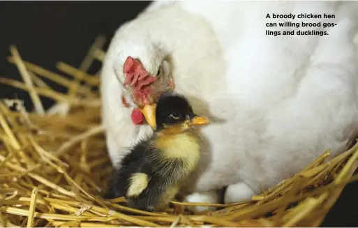  ??  ?? A broody chicken hen can willing brood goslings and ducklings.