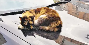  ?? DREAMSTIME/TNS ?? Cats love a warm car hood.