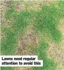  ??  ?? Lawns need regular attention to avoid this