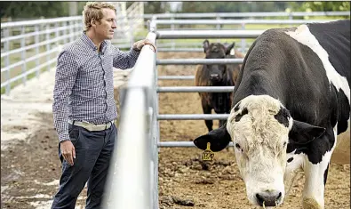  ?? Bloomberg News/MICHAEL SHORT ?? Dan Carlson, a senior vice president at Recombinet­ics, stands next to a bull named Buri in May at the University of California in Davis. Because of gene editing, Buri was born without the ability to grow horns.