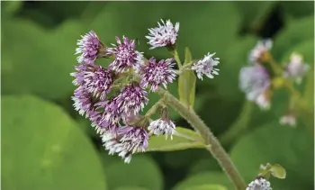  ??  ?? TOP The honey-scented blooms of winter heliotrope provide nectar for early insects