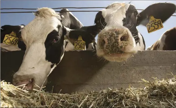  ?? COURTESY PHOTO ?? Researcher­s at UC Davis have been working with cows at the university’s Dairy Teaching and Research Facility to help improve animal welfare through the use of accelerome­ters, a sort of “Fitbit” for cows.