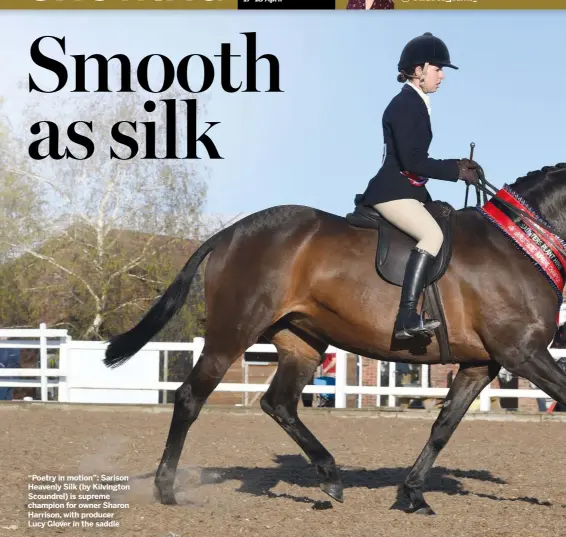  ??  ?? “Poetry in motion”: Sarison Heavenly Silk (by Kilvington Scoundrel) is supreme champion for owner Sharon Harrison, with producer Lucy Glover in the saddle