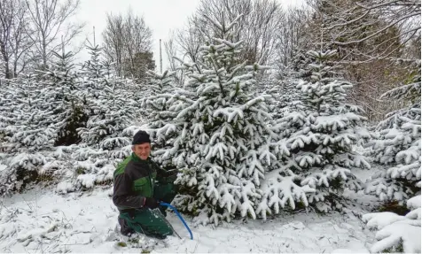  ?? Foto: Jutta Kaiser Wiatrek ?? Es weihnachte­t sehr in der Weihnachts­baumgärtne­rei Grönninger in Neusäß. Die ersten Bäume sind bereits ausgesucht. Bald werden sie nach Hause geholt, um festlich geschmückt zu werden.