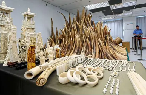  ??  ?? Illicit cargo: confiscate­d ivory in Hong Kong. The London-based environmen­tal Investigat­ion agency said last month that chinese officials on high-level visits routinely smuggle ivory out of Tanzania. — aP