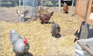  ?? SHARON MONTGOMERY-DUPE/CAPE BRETON POST ?? Some of the chickens on Nicole Dixon’s urban farm in New Waterford.