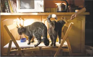 ?? Tina Larkin/File photo ?? House cats Max, left, and Maggie May are served dinner in 2012. The Knight’s cats were still recovering from the plague at the time.