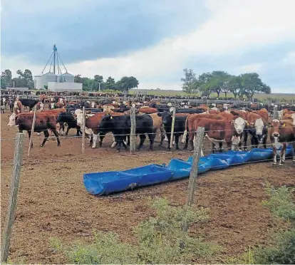  ?? (LA VOZ) ?? Dieta. El picado de maíz ocupa la mayor porción dentro del sistema de engorde en El Cortijo.