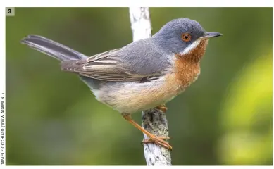  ??  ?? 3 Male Eastern Subalpine Warbler (Tuscany, Italy, 18 April 2017). This bird differs most obviously from that in image 2 in the strong and quite obvious contrast between the intensity of the colour of the throat/upper breast and that of the flanks, with the former very deeply coloured and the latter only faintly washed. In addition, the underparts are a deeper brownred, slightly less orange. Further indicators of Eastern Subalpine are the relatively bold white submoustac­hial stripe and a long-looking primary projection. The known location means that it is possible to assign this bird to the subspecies cantillans, an identity also suggested by the weak flush of colour in the flanks.