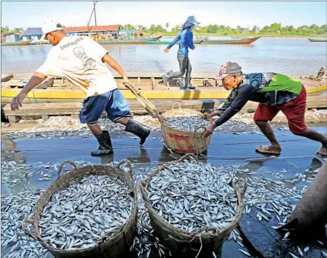  ?? HONG MENEA ?? Fishermen collect fish at the beginning of Prahok season in Koh Chen commune in Kandal province’s Ponhea Leu district on December 19.