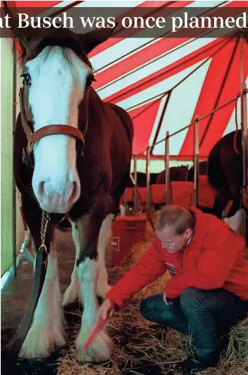  ?? LYNN ISCHAY/DISPATCH FILE FRED SHANNON/DISPATCH FILE ?? A team of 10 Budweiser Clydesdale­s was a “mane attraction” at the brewery in 1995. Here, draft horse Tom, 9, was being groomed for a public meet and greet session.
In 1966, August A. Busch Jr., then Anheuser-busch president, started an 8-hitch of Clydesdale­s to break ground for a new brewery at 700 Schrock Road.