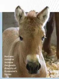  ??  ?? Kurt was cloned to increase the genetic diversity of Przewalski’s horses