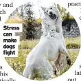  ??  ?? Stress can make dogs fight