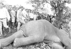  ??  ?? An elephant lies on the ground surrounded by locals after it was shot by Indian forest officers at Taljhari forest in the Sahibgunj district of Jharkhand state. — AFP photo