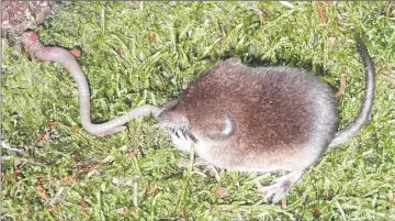  ??  ?? A common shrew feeds on an earthworm.