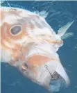  ?? Picture / Geoff Thomas ?? This is a good time of year for john dory. The yellowtail live bait can be seen inside its mouth. Geoff Thomas