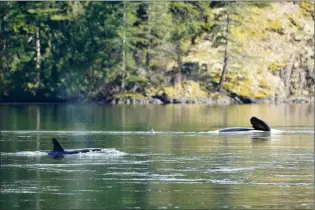  ?? CP / JARED TOWERS, BAY CETOLOGY ?? A dead killer whale and its calf are shown in a lagoon near Zeballos, B.C. A marine scientist says a necropsy performed on the female killer whale that died after being stranded in a lagoon with its two-year-old orca calf was pregnant.