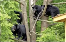  ?? MICHAEL PATRICK/NEWS-SENTINEL ?? A mother black bear and four cubs were sighted on May 26, 2000, near Gatlinburg, Tenn.