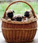  ??  ?? Survivors: These pugs were hidden in this basket wrapped in clingfilm