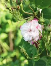  ??  ?? SCHÖNHEITE­N IN SOMMERLAUN­E Gallicaros­e ‘Leda’ und Pfingstros­en in Pink.