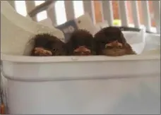  ??  ?? The three chicks in their temporary home inside the cat box.