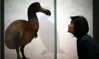  ??  ?? Unnatural selection: a dodo on display at the Natural History Museum in London. Photograph: Peter Macdiarmid/Getty Images
