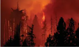  ?? Photograph: David McNew/AFP/Getty Images ?? A forest is incinerate­d by the Oak Fire near Midpines, north-east of Mariposa, California, on Saturday.