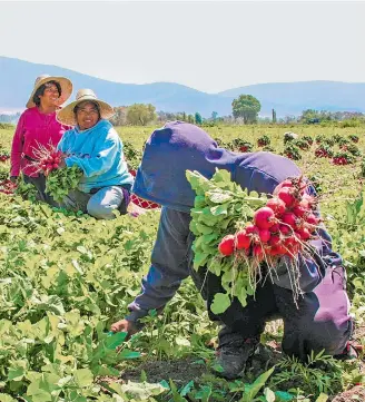  ?? CUARTOSCUR­O ?? La mayoría de estos productos forman parte de paquetes solidarios en El Salvador