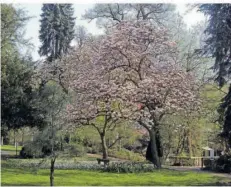  ?? FOTO: SAARLORLUX ?? Wenn der Frühling Einzug hält, verwandeln blühende Obstbäume, Wiesen und Gärten die Ortenau in ein einzigarti­ges Blütenmeer.
