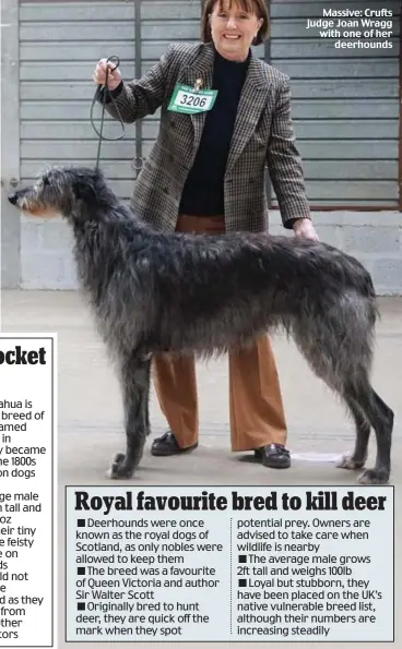  ??  ?? Massive: Crufts judge Joan Wragg with one of her deerhounds