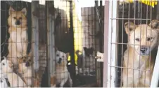  ?? MIN JOO KIM/ THE WASHINGTON POST ?? About 170 dogs were rescued from their cages at a dog-meat farm in Seosan, South Korea last month.