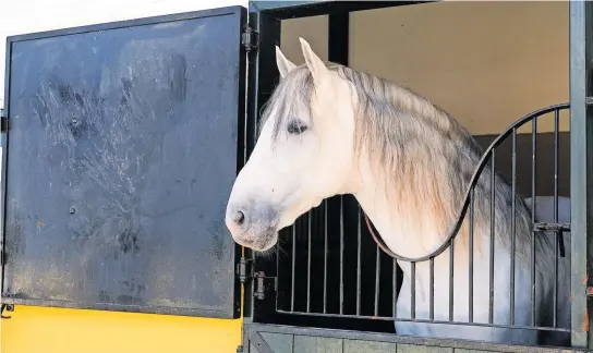  ?? [Nicole Quint] ?? Auf ihre Pferde sind die Menschen in Jerez de la Frontera in der Provinz Cadiz besonders stolz. Hier gibt es viele Gestüte und Reitwettbe­werbe.