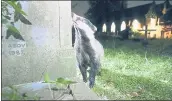  ?? COURTESY OF GESLIN LAURENT ?? A badger investigat­es a cemetery at night. A newstudy from UC Berkeley says that humans are influencin­g the behavior of wild animals, causing them to be more active at night.