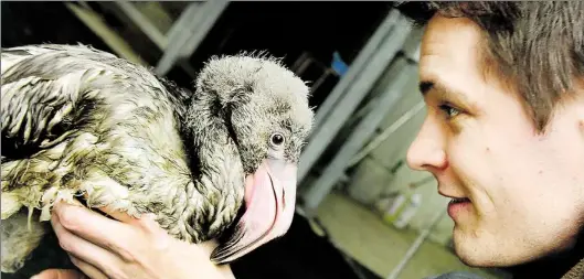  ?? BILD: HERMANN PENTERMANN ?? Tierpflege­r Andreas Wulftang hält den Flamingo Fussel in den Händen. Fussel ist seit gut drei Monaten auf der Welt und wurde in einer Brutmaschi­ne geboren. Die Aufzucht per Hand ist überlebens­wichtig für den Vogel.