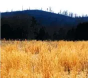  ?? STAFF PHOTO BY DOUG STRICKLAND ?? Shiloh Ridge is seen behind a field Friday in Meigs County, Tenn. Angela Johnson, who is associated with white supremacis­t group Wotans Nation, has purchased a 44-acre property near the ridge.