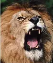  ??  ?? Roar power: African lion