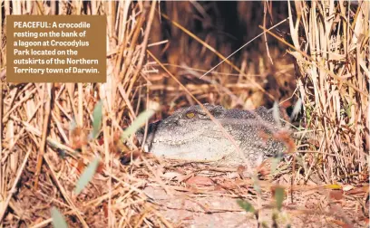  ?? ?? PEACEFUL: A crocodile resting on the bank of a lagoon at Crocodylus Park located on the outskirts of the Northern Territory town of Darwin.