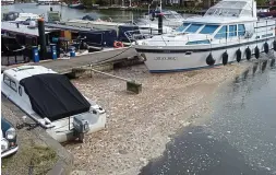  ??  ?? Spillage aftermath: A polluted marina on the Thames