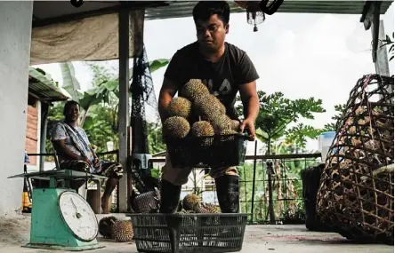  ?? — Photos: BIJI BUMI DURIAN ?? Teoh pays the Orang Asli growers a fair price based on their own unique system of grading kampung durians, which hinges on how precious and rare they are.