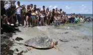  ?? ALAN DIAZ — THE ASSOCIATED PRESS FILE ?? In this file photo, a loggerhead sea turtle heads to the ocean, as onlookers watch at Bill Baggs Cape Florida State Park in Key Biscayne, Fla. Opportunit­ies to observe sea turtles in Florida include events where turtles are released into the ocean after they’ve recovered from injuries or illness, and nighttime walks led by trained guides to see nesting activity.