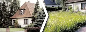  ?? BILD: PETER BUSCH/RICO ?? In einem Garten nur mit Koniferen und Rasen finden Insekten kaum ein Zuhause (links). Bei einer Wildblumen­wiese sieht das schon ganz anders aus (rechts).