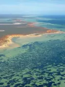  ?? Photograph: Angela Rossen ?? The plant’s spread can be seen in this aerial view of Shark Bay.