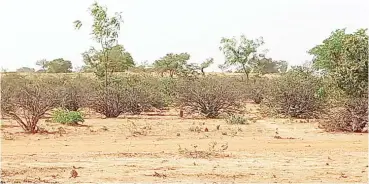  ?? ?? A jatropha plantation in Batagarawa, Katsina State