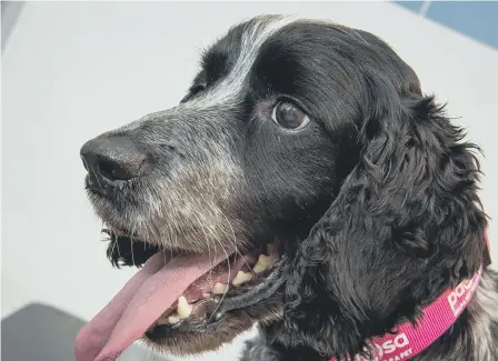  ??  ?? Ten-year-old Bobby the spaniel has been nominated for vet charity PDSA’s annual Pet Survivor Awards. Left, with vet Emma Holt.