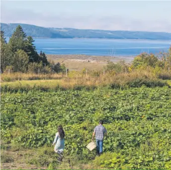  ??  ?? Le Saguenay–Lac-Saint-Jean veut se différenti­er par ses aliments issus de son agricultur­e nordique.