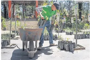  ?? EL INFORMADOR • H. FIGUEROA ?? LABOR. Durante el periodo vacacional el vívero de Bosque Urbano de Extra brindará servicio a las personas que desean obtener un árbol o una planta para su casa.