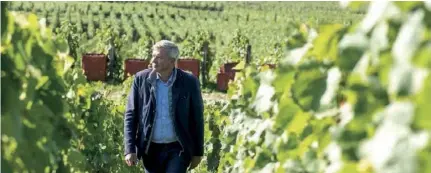  ??  ?? Jean-Baptiste Lécaillon, chef de cave de la maison Roederer, espère pouvoir faire une cuvée Cristal bio en 2020.