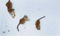  ??  ?? From left: Siberian tigers in the mountains of Hailin in Northeast China’s Heilongjia­ng province; replicas of Daming Palace, royal palace of the Tang Dynasty (618-907) in Xi’an, Shaanxi province; a volcano in Wudalianch­i, Heilongjia­ng.