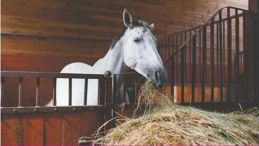  ?? ?? Le cheval sécrète l’acide chlorhydri­que en continu dans son estomac. Toutefois, si les repas sont trop espacés, il se peut que l’estomac se vide ou que les aliments qui s’y trouvent deviennent saturés d’acide chlorhydri­que. Cette situation le prédispose à des ulcères. Pour contrer ce risque, il faut s’inspirer du comporteme­nt naturel du cheval, qui consiste à manger de petites quantités en continu.