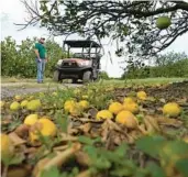  ?? CHRIS O’MEARA/AP ?? The U.S. Department of Agricultur­e issued a revised forecast that said Florida growers will fill 16 million 90-pound boxes of oranges during the current season. The production decrease is largely due to hurricane damage.